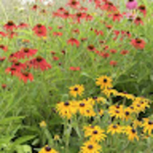 Meet your Posher, Jacki